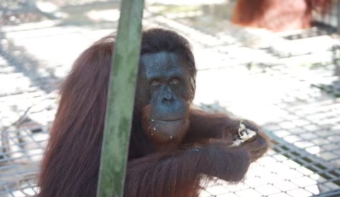 BKSDA Kalteng dan BKSDA Kaltim Lepasliarkan 12 Individu Orangutan