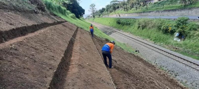 Upaya KAI dalam mengantisipasi longsor di musim hujan, salah satunya tanam pohon dan rumput akar wangi di sepanjang jalur KA