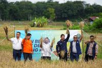 Panen beras sehat berlangsung di desa tersebut pada Jumat 5 Januari 2024.
