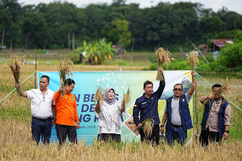 Panen beras sehat berlangsung di desa tersebut pada Jumat 5 Januari 2024.
