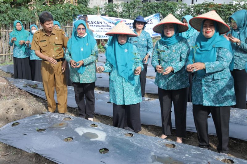 Ketua TP-PKK Kabupaten Asahan Hj Titiek Sugiharti Surya, Wakil Ketua I TP PKK Yusnila Indriati Taufik mengikuti gerakan tanam cabai serentak se-Indonesia yang di pimpin oleh Ibu Negara Iriana Joko Widodo bersama Istri Wakil Presiden Ma'ruf Amin Wury Estu Handayani, Senin 4 Maret 2024.