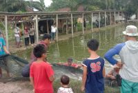 Dinas Peternakan dan Perikanan OKU Timur [Disperkan OKUT] sukses melaunching hasil panen perdana di lahan tidur 2,5 hektare menjadi kolam sebanyak 26 kolam Produksi melalui kelompok Rawa Sari di Martapura. Rabu 8 Mei 2024.