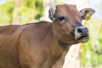 Ilustrasi Hewan Kurban Sapi