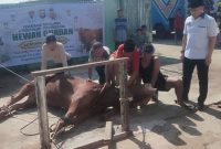 Penyembelihan hewan kurban di jajaran Satbrimob Polda Kalbar ini dilaksanakan setelah shalat Id yang digelar dimasing- masing jajaran Satbrimob Polda Kalbar, Selasa 18 Juni 2024.