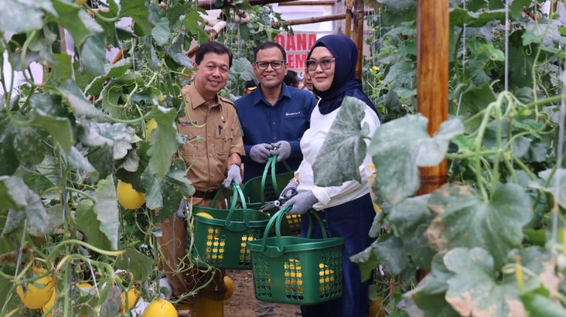 Kelompok Pembibitan Eco Agrotomation binaan PT Bukit Asam Tbk (PTBA) merayakan panen perdana melon golden premium di Desa Tanjung Karangan, Muara Enim, Selasa 10 September 2024.