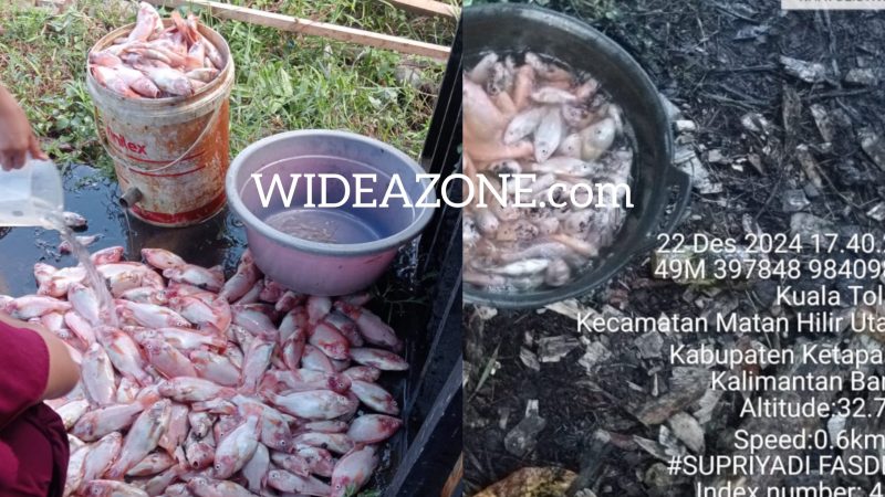 Pemadaman listrik menyeluruh terjadi di wilayah Ketapang dan Kayong Utara berdampak kerugian besar bagi masyarakat, khususnya para pengusaha kecil rumahan, di antaranya pelaku usaha keramba ikan.