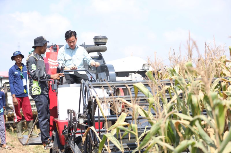 Wapres Gibran Panen Raya Jagung di Banyuasin, Kamis 25 September 2025
