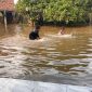 Banjir merendam permukiman warga pada pagi Hari Raya [Lebaran] setelah aliran sungai di kelurahan Seterio kecamatan Banyuasin III kabupaten Banyuasin tersumbat oleh tumpukan tumbuhan liar.