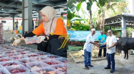 PLN UID S2JB Tebar Kepedulian Lewat Qurban untuk Masyarakat Sekitar 
