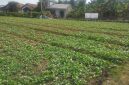 Satgas TMMD Kodim 0418/Palembang terus melaksanakan penyiraman rutin tanaman sawi dan pakcoy di lahan ketahanan pangan terpadu di Kelurahan Talang Jambe, Kecamatan Sukarami, Rabu 5 Agustus 2026.