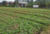Satgas TMMD Kodim 0418/Palembang terus melaksanakan penyiraman rutin tanaman sawi dan pakcoy di lahan ketahanan pangan terpadu di Kelurahan Talang Jambe, Kecamatan Sukarami, Rabu 5 Agustus 2026.