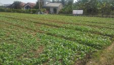 Satgas TMMD Kodim 0418/Palembang terus melaksanakan penyiraman rutin tanaman sawi dan pakcoy di lahan ketahanan pangan terpadu di Kelurahan Talang Jambe, Kecamatan Sukarami, Rabu 5 Agustus 2026.