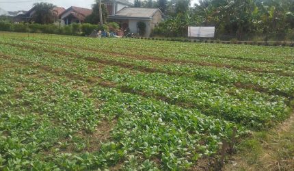 Satgas TMMD Kodim 0418/Palembang terus melaksanakan penyiraman rutin tanaman sawi dan pakcoy di lahan ketahanan pangan terpadu di Kelurahan Talang Jambe, Kecamatan Sukarami, Rabu 5 Agustus 2026.