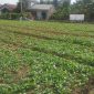 Satgas TMMD Kodim 0418/Palembang terus melaksanakan penyiraman rutin tanaman sawi dan pakcoy di lahan ketahanan pangan terpadu di Kelurahan Talang Jambe, Kecamatan Sukarami, Rabu 5 Agustus 2026.