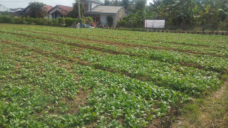 Satgas TMMD Kodim 0418/Palembang terus melaksanakan penyiraman rutin tanaman sawi dan pakcoy di lahan ketahanan pangan terpadu di Kelurahan Talang Jambe, Kecamatan Sukarami, Rabu 5 Agustus 2026.