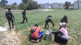 Memasuki hari ke-24 pelaksanaan, Satgas TMMD bersama warga menunjukkan hasil dari program ketahanan pangan melalui kegiatan panen sawi.