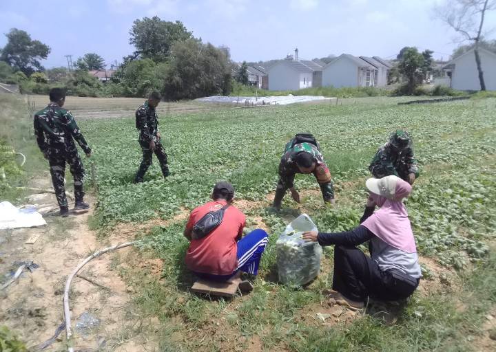 Memasuki hari ke-24 pelaksanaan, Satgas TMMD bersama warga menunjukkan hasil dari program ketahanan pangan melalui kegiatan panen sawi.