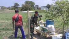 Memasuki hari ke-25 pelaksanaan TMMD, aktivitas pertanian tersebut mulai menunjukkan hasil. Tanaman sawi yang sebelumnya dibudidayakan melalui pemanfaatan lahan warga kini dapat dipanen dan dimanfaatkan.